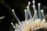Starfish feet